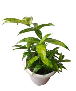 “Dracaena Gold Milky – Live Indoor Decorative Plant, Easy Care Green & Cream Foliage, Perfect for Modern Interiors”