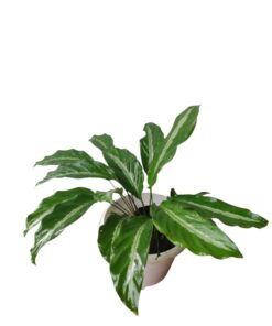 Aglaonema Silver Bay with Pot – Live Indoor Decorative Plant | Elegant Silver-Green Foliage | Air Purifying & Low Maintenance | Perfect for Home & Office Décor