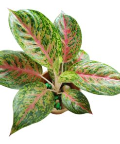 🌿 Aglaonema Red Peacock Live Indoor Plant with Decorative Pot | Low Maintenance Air Purifier | Best for Home & Office Décor | Perfect Gifting Plant | Fresh from Nursery