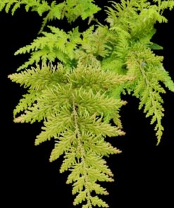 Rabbit Peacock Fern with Pot – Elegant Indoor Foliage Plant