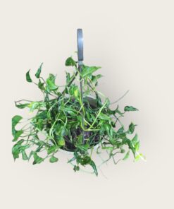 Sleeping Money Plant with Pot | Live Indoor Air Purifying Plant | Low Maintenance Green Décor for Home & Office | Good Luck Feng Shui Plant