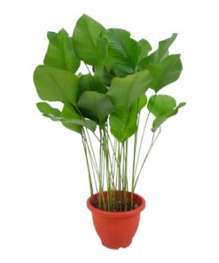“Thaumatococcus daniellii (Miracle Fruit Plant) – Live Indoor/Outdoor Plant, Natural Sweetener, Easy Care, Lush Foliage, Health-Friendly”