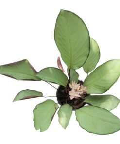 “Silver Plate Calathea (Calathea veitchiana) – Live Indoor Plant, Elegant Silver Foliage, Easy Care, Air-Purifying, Home & Office Décor”