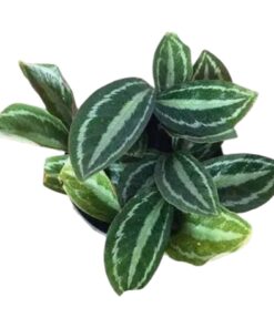 “Calathea Medallion (Calathea roseopicta) – Live Indoor Plant, Vibrant Patterned Foliage, Easy Care, Air-Purifying, Home & Office Décor”