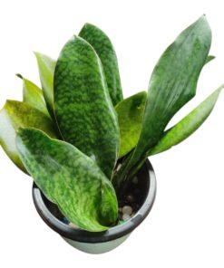 “Sansevieria Whale Fin Indoor Plant – Hardy, Low-Maintenance Live Plant with Striking Wide Leaves for Modern Interiors”