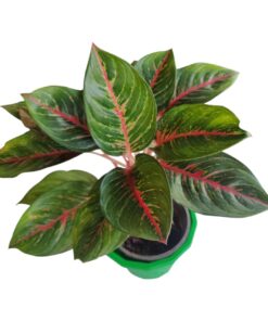 “Aglaonema Bushy – Live Indoor Plant with Lush Green Foliage, Easy Care, Air-Purifying, Perfect Home & Office Décor”