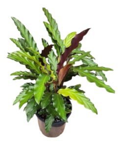 “Furry Feather Calathea (Calathea Rufibarba) – Exotic Velvet Leaf Indoor Plant, Stylish Home & Office Décor, Non-Toxic”