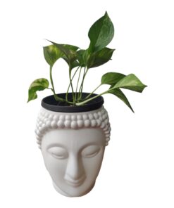 Golden Pothos (Epipremnum aureum) – Live Money Plant with Pot | Easy-Growing Indoor Vine | Air Purifying & Low Maintenance Home Decor Plant