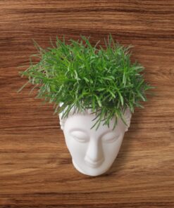Mini Flowering Grass with Pot (Cynodon dactylon – Family: Poaceae) | Live Ornamental Grass Plant with Tiny Blooms | Low Maintenance Indoor & Outdoor Air Purifying Plant | Decorative Live Potted Plant by Keerthy Biopark