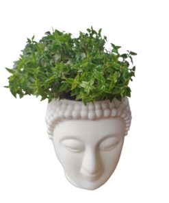 “Turtle Vine Plant with Pot (Callisia repens) – Live Trailing Indoor/Outdoor Plant, Easy Care, Hanging Basket & Table Décor, Healthy Live Plant”