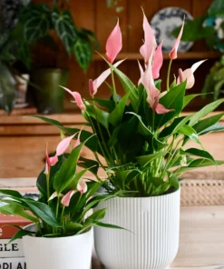 Mini Anthurium Plant with Pot | Live Indoor Flowering Plant | Elegant Tabletop Décor | Easy to Care Houseplant for Home & Office