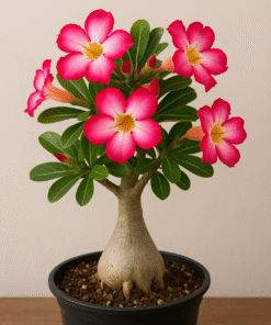 Adenium Plant (Adenium obesum) – Perennial Flowering Succulent from the Apocynaceae Family | The Desert Rose of Tropical Gardens