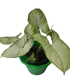 Syngonium Plant (Syngonium podophyllum) – Family: Araceae | Nature: Perennial, Evergreen Climber | Category: Indoor Air Purifying Decorative Plant | Easy Care Live Plant with Pot for Home & Office Décor