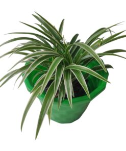 Spider Plant (Chlorophytum comosum) – Family: Asparagaceae | Nature: Perennial, Evergreen | Category: Indoor Air Purifying Houseplant | Easy Care Live Plant with Pot for Home & Office Décor