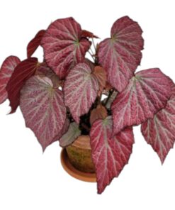 Begonia Plant (Begonia spp.) – Beautiful Ornamental Indoor & Outdoor Shade-Loving Plant | Family: Begoniaceae | Nature: Evergreen Perennial | Perfect for Home & Office Décor