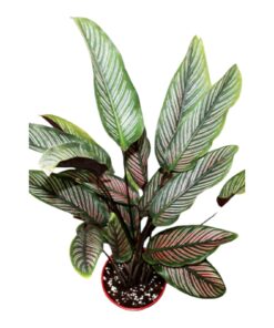 Calathea Pin Stripe (Calathea ornata) – Elegant Indoor Air-Purifying Plant with Striped Foliage | Family: Marantaceae | Nature: Tropical Evergreen | Perfect for Home, Office & Table Décor