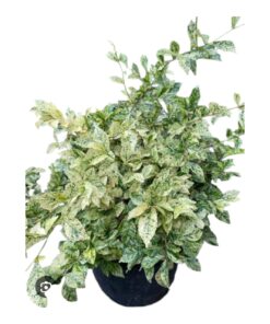 Variegated Indoor Plant with Pot (Ficus benjamina variegata – Family: Moraceae) | Attractive Dual-Toned Foliage | Easy Care Air Purifying Plant for Home & Office Décor | Live Potted Plant by Keerthy Biopark