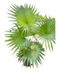 Fan Pan Palm Plant (Licuala grandis) – Live Tropical Indoor Decorative Palm with Pot | Family: Arecaceae | Category: Ornamental Indoor Plant
