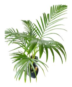 Areca Palm (Dypsis lutescens) – Live Indoor Air-Purifying Plant with Pot | Family: Arecaceae | Golden Cane Palm | Ornamental Indoor & Outdoor Palm