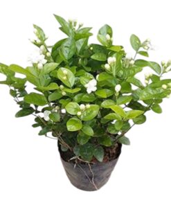 Jasmine Plant (Jasminum sambac) – Live Fragrant Flowering Plant with Pot | Family: Oleaceae | kutti mulla/ Mallipoo | Ornamental  Outdoor Plant