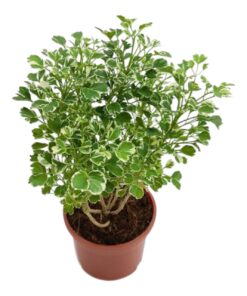 Aralia Plant (Polyscias fruticosa) – Elegant Indoor Air Purifying Evergreen | Family: Araliaceae | Ornamental Shrub for Home & Office Décor | Live Potted Indoor Plant by Keerthy Biopark