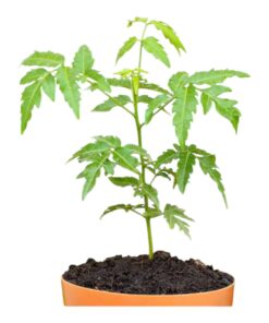 Aryaveppu (Neem Tree) – Azadirachta indica | Medicinal & Evergreen Tree | Natural Air Purifier | Ayurvedic Healing Plant | Family: Meliaceae | With Pot – Perfect for Home & Garden Décor