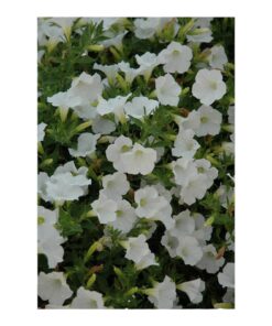 Pitonia (Petunia) Flower Plant – Petunia hybrida | Ornamental Blooming Plant | Seasonal Flower | Family: Solanaceae | With Pot – Perfect for Balcony & Garden Décor