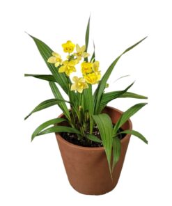 Ground Orchid (Spathoglottis plicata) – Live Flowering Plant with Pot | Tropical Terrestrial Orchid | Family: Orchidaceae | Perfect for Garden, Balcony & Indoor Décor