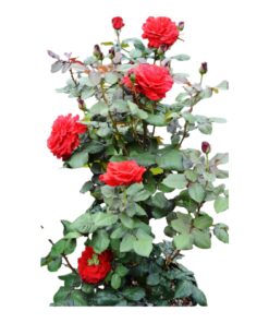 Rosé Plant (Rosa Hybrid) – The Queen of Blooms | Premium Fragrant Flowering Plant | Luxury Garden & Indoor Décor Collection