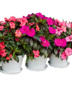 Impatiens Flower Plant (Impatiens walleriana) – Tropical Shade-Loving Bloom | Continuous Flowering Beauty | Vibrant Indoor & Outdoor Plant