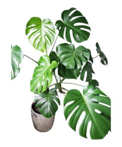 Monstera Deliciosa (Swiss Cheese Plant) – Premium Indoor Foliage Plant with Pot | Tropical Split-Leaf Evergreen | Air Purifying, Easy to Grow Houseplant – Perfect for Home & Office Décor