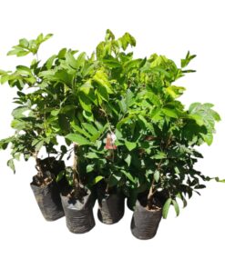 N18 Rambutan Plant (Nephelium lappaceum) – Exotic Tropical Fruit Tree | High-Yield Hybrid Variety | Premium Grafted Plant with Pot | For Home Garden & Farm Cultivation