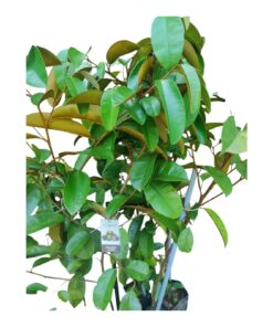 Milk Fruit Plant (Chrysophyllum cainito) – Exotic Star Apple Tree | Tropical Sweet & Milky Fruit | Evergreen Shade Tree for Home Garden & Orchard | Sapotaceae Family | Live Fruiting Plant with Pot