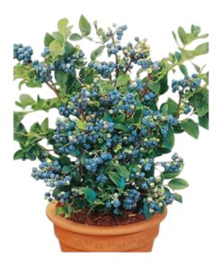 🫐 Blueberry Plant (Vaccinium corymbosum) | Live Fruit Plant with Pot | High Yield Variety | Indoor & Outdoor Edible Berry Plant | Easy to Grow | Fresh Organic Blueberries at Home