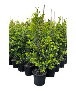 Lilly Pilly (Syzygium australe) Live Plant with Pot | Fast-Growing Evergreen Hedge | Native Australian Shrub | Ideal for Home Garden, Balcony & Landscape Decoration