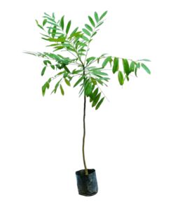 Lakshmitharu (Simarouba glauca) Live Plant – Sacred “Laxmi Taru” Paradise Tree | Evergreen Medicinal Tree | Air Purifier & Oil Seed Plant for Home Garden & Farm Cultivation | With Pot