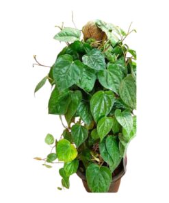 Kurumulak (Black Pepper – Piper nigrum) Live Plant | Spicy Medicinal Vine | Organic Pepper Plant for Home Garden, Terrace & Farm Cultivation | With Pot