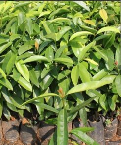 Kodampuli (Garcinia cambogia) Live Plant | Authentic Kerala Malabar Tamarind Tree | Medicinal & Culinary Fruit Plant | Weight Management & Digestive Aid