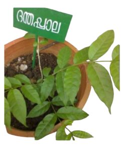 Danthapala Plant (Wrightia tinctoria) – Natural Skin Remedy & Ornamental Medicinal Plant | Live Healthy Sapling with Pot | Biopark Garden Collection