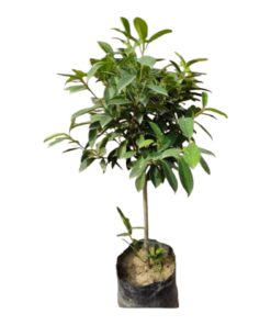 Njaval Plant (Syzygium cumini) – Delicious & Medicinal Fruit Tree | Live Healthy Sapling with Pot | Biopark Garden Collection