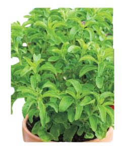 Sweet Thulasi Plant (Ocimum tenuiflorum) – Sacred Ayurvedic Herb for Immunity & Aroma | Live Sapling with Pot | Biopark Garden Collection