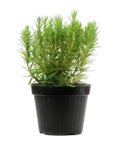Rosemary Plant (Rosmarinus officinalis) – Aromatic Herb | Culinary & Medicinal Use, Indoor/Outdoor Potted Plant, Easy to Grow | Fresh Leaves for Cooking & Health Benefits