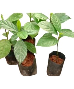 Muttipazham Plant – Exotic Ornamental & Fruit-Bearing Greenery, Indoor/Outdoor Easy-Grow Potted Plant, Lush Foliage for Home & Garden