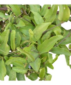 Aristolochia Garudakodi (Aristolochia indica) – Rare Medicinal Creeper | Ayurvedic Herbal Climber | Air-Purifying & Ornamental Plant with Pot