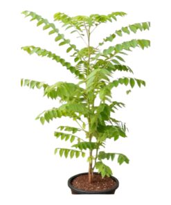Sheema Nelli (Phyllanthus acidus) – Star Gooseberry Fruit Plant | Tangy Edible Fruit Tree | Medicinal & Ornamental | Live Plant with Pot