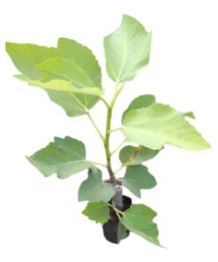 Israel Athi (Ficus carica) – Exotic Fig Fruit Plant | Premium Live Fruit Plant for Home Garden & Terrace | Highly Nutritious Edible Fruit Tree | Easy to Grow & Low Maintenance | Biopark Plants