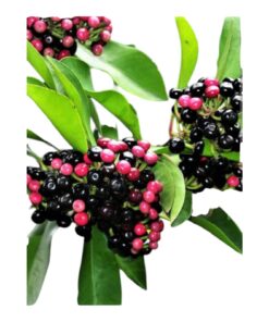 Kilinjaval Plant (Ardisia elliptica) – Exotic Evergreen Shrub with Glossy Berries | Ornamental & Medicinal Plant | Perfect for Home Garden & Landscaping | Hardy Tropical Live Plant by Biopark Plants