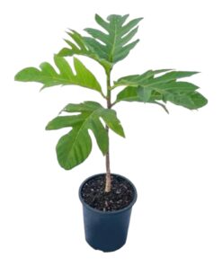 Breadfruit Plant (Artocarpus altilis) – Exotic Tropical Fruit Tree | High-Yielding, Nutritious & Edible Fruit Plant | Ideal for Home Garden, Organic Farming & Shade | Hardy Live Plant by Biopark Plants