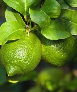 Cherunarakam Plant (Citrus microcarpa) – Dwarf Orange Lemon Hybrid | Tangy & Aromatic Fruit Plant | Perfect for Home Garden, Balcony & Terrace | Hardy Live Citrus Plant by Biopark Plants