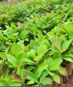 Teak Plant (Tectona grandis) – Premium Timber Tree | Fast-Growing Hardwood Plant for Garden & Landscaping | Eco-Friendly Live Plant by Biopark Plants